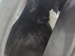 -纳吉亚猫专科动物诊疗中心(蒋宅口分院)