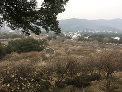 -香雪海