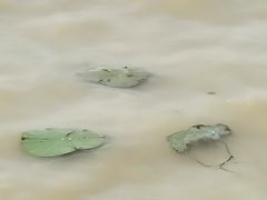 -洪泽湖古堰景区