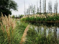 -白鹭湾湿地公园