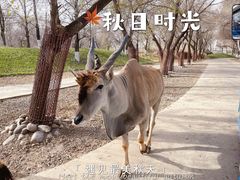 -北京野生动物园