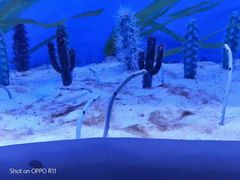 -芜湖新华联大白鲸海洋公园