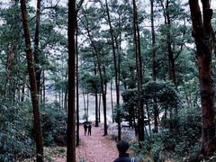 -大屏嶂森林公园
