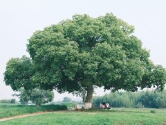 -良渚古城遗址公园