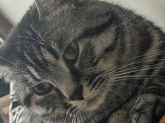 -瑞派·关忠动物医院·猫专科·犬专科(三环新城店)
