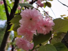 -新虹桥中心花园