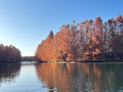 -上海海湾国家森林公园