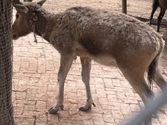 -青藏高原野生动物园