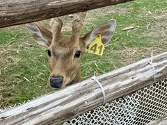 -杭州湾海上花田景区