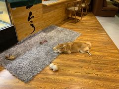 -柴务处·柴犬主题狗咖