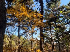 -北京西山国家森林公园