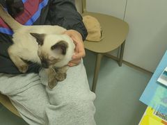 -瑞派·关忠动物医院·猫专科·犬专科(三环新城店)