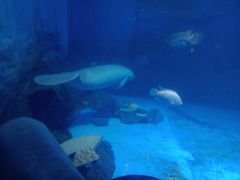 -烟台海昌鲸鲨海洋公园