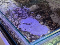 -四海蒸鲜蒸汽海鲜自助(北戴河店)