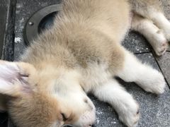 -柯斗斗主题餐厅·狗咖·围炉煮茶·茶饮(国瑞升平里店)