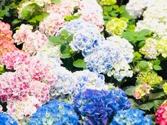 -双季花艺园艺市场(浦东店)