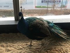 -昆明大悦城未来动物城(螺蛳湾中心店)