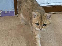 -1013 PET SHOP 宠物商店(近铁城市广场店)
