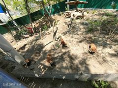 -大连森林动物园