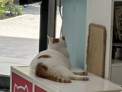 -纳吉亚猫专科动物医院·北北分院