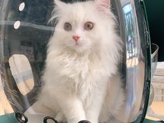 -小叮当动物医院·骨科·眼科