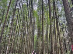-武陵山森林公园