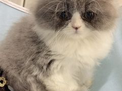 -关爱宠物医院·猫科中心·消化科(滨湖万达分院)