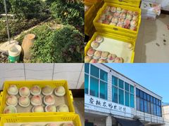-老袁家蜜桃农场·阳山水蜜桃