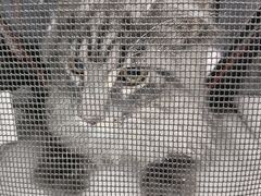 -瑞派动物医院·猫专科·至诚(江南中分院)