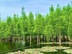 -白鹭湾湿地公园