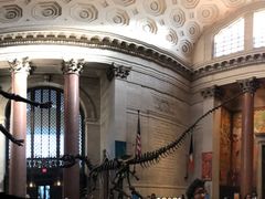 -美国自然历史博物馆