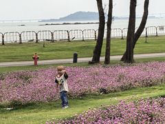 -野狸岛