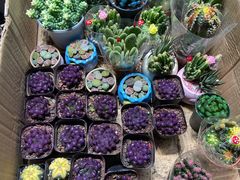 -循礼门鲜花花市(武汉循礼门店)