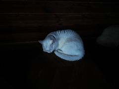 -蓝鲸·缅因猫舍