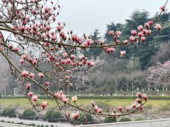 -梅花山(明孝陵内)