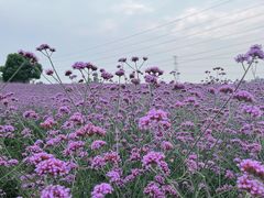 -紫颐香薰山谷景区