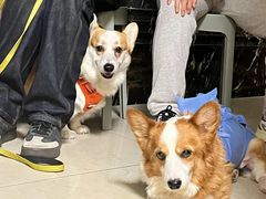 -美联众合动物医院·24h转诊中心