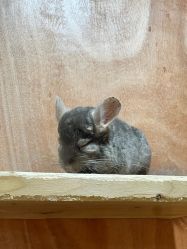 -神奇动物撸宠馆·羊驼·小浣熊·异宠(豫园店)
