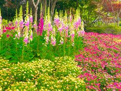 -上海鲜花港