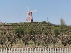 -莱阳濯村樱花园
