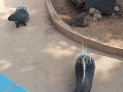 -石家庄市动物园