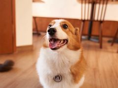 -有猫主题·治愈系猫咖(曾厝垵店)
