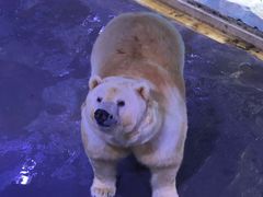 -上海海昌海洋公园-停车场