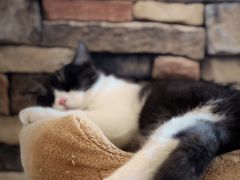-猫的茶·猫咖