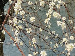 -桃花堤公园