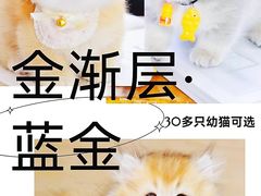 -70cat德文卷毛猫·缅因猫纯种猫舍