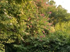 -深圳国际园林花卉博览园