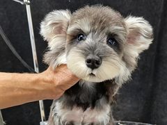 -翊宠yipet猫狗购宠庄园犬舍•猫舍