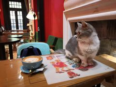 -猫色咖啡·猫咖