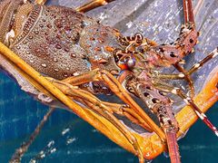 -四川小胡子海鲜(丁村万人海鲜广场店)